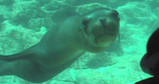 Open Water Certification
